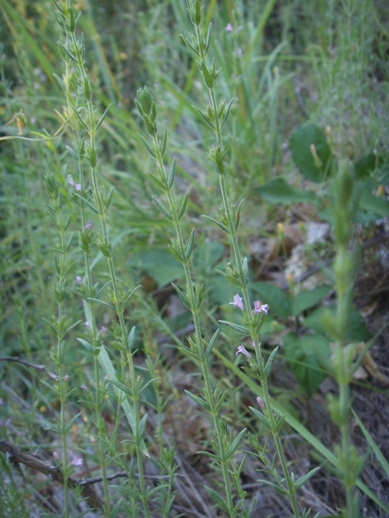 Piantine gracili e gregarie - Micromeria graeca